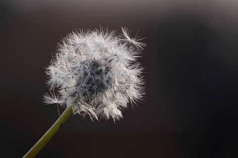 Dandelion in late autumn, macro photography