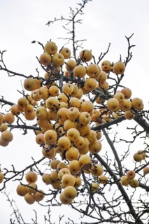 Apples in late autumn, Germany