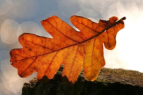 Autumn leaf, late autumn, Germany