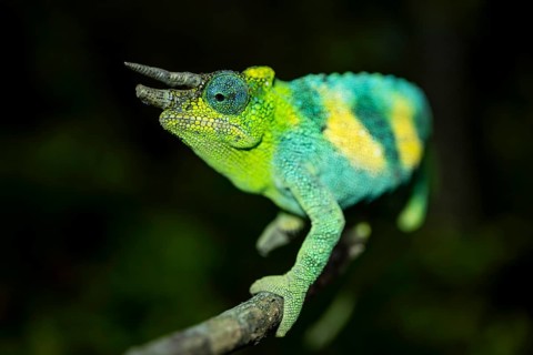 Three-horned chameleon (Trioceros jacksonii), male, Bwindi Impenetrable Forest National Park,