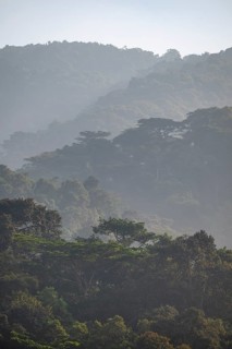 Rainforest, jungle, Bwindi Impenetrable Forest National Park, Uganda