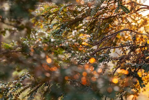 Tasmanian deciduous tree (Nothofagus gunnii) at sunrise, with illuminated sun and beautiful morning