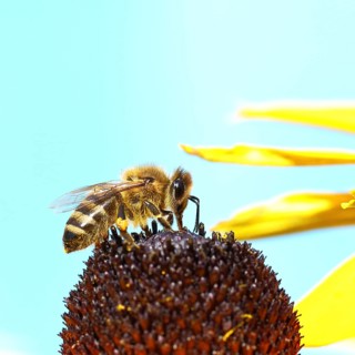 European honey bee (Apis mellifera), collecting nectar from a flower of yellow coneflower