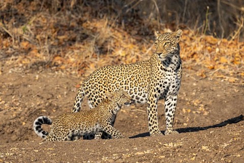 Leopard (Panthera pardus) female with 4 month old cub Zambia