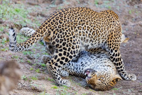 Leopard (Panthera pardus) two cubs 12 month old playing Zambia
