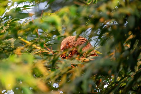 Pangolin climbing a tree, white-bellied pangolin (Phataginus tricuspis, Manis tricuspis), Western