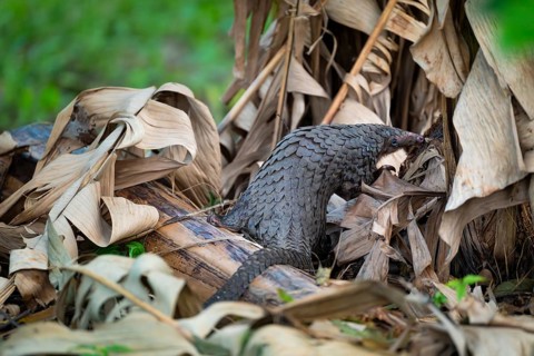 Pangolin on the ground, white-bellied pangolin (Phataginus tricuspis, Manis tricuspis), Western