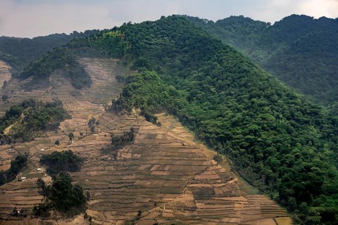 Contrast between forest and farmland, symbolic image of deforestation, loss of rainforest, jungle,