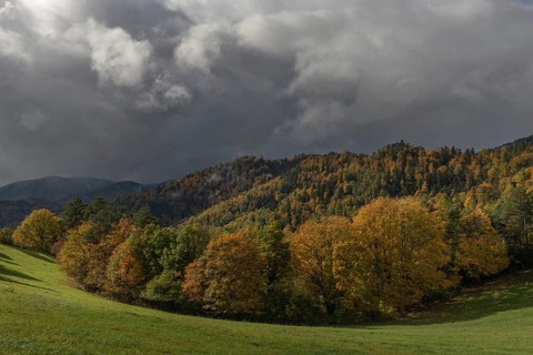 Vast green field features trees with gold and red leaves. The grey sky brings drama to this