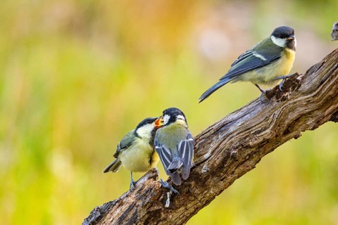 Great tit (Parus major) adult bird feeds young Germany
