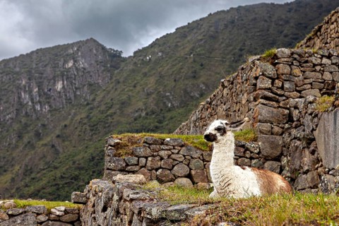 Inca ruins with a llama in the foreground surrounded by mountains and a cloudy sky, a llama in the