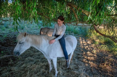 Young girl sitting on her white mare under a willow (Salix), Othenstorf, Mecklenburg-Western