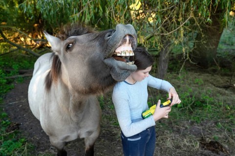 Howling horse, next to a young girl in the pasture, Othenstorf, Mecklenburg-Western Pomerania,