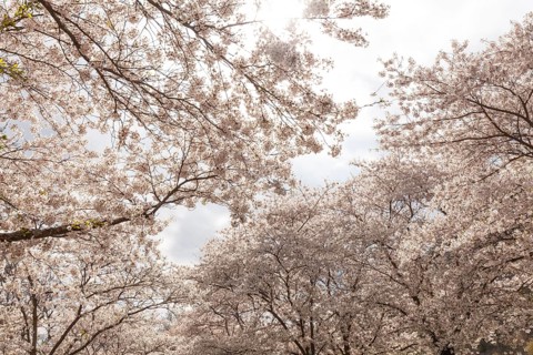 White-blooming cherry trees in spring on Rose Island in Bad Kreuznach, Germany