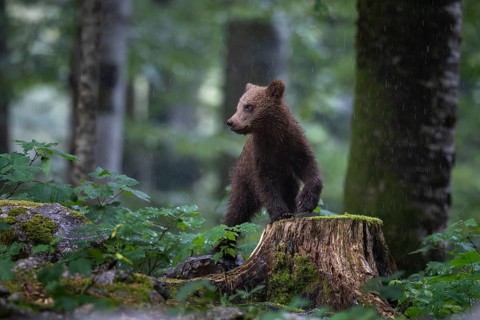 European brown bear (Ursus arctos arctos), young animal in the forest, Notranjska region, Slovenia