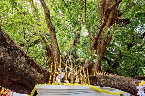 A widely branched tree with golden decorations on a railing, surrounded by lush greenery, Sacred