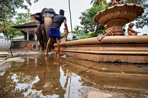 Man washes at the temple well with an elephant in a quiet environment, water reflects pictures, a