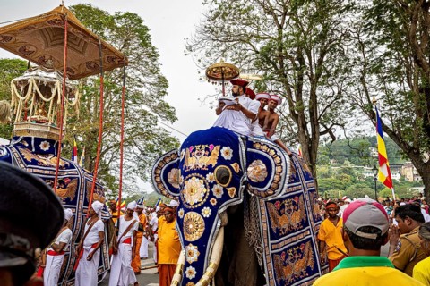 A richly decorated elephant with people in traditional clothing in a lively pageant, The Perahera