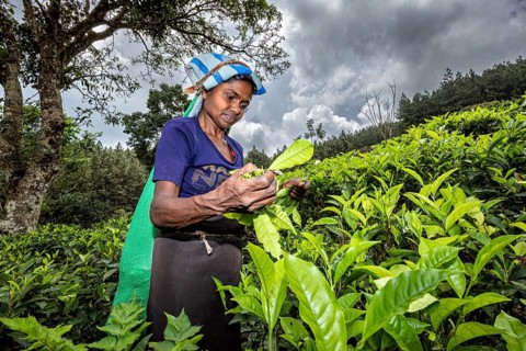 In a rural area, a woman picks tea leaves under cloudy skies, a tea picker in a tea plantation in
