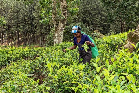 Between tall trees, a woman collects tea leaves on a rural plantation, tea picker in a tea