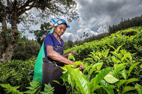 A woman is picking leaves in a green tea plantation under a cloudy sky, a tea picker in a tea
