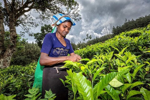 In a tea plantation, a woman is picking concentrated tea leaves, the sky is cloudy, a tea picker in