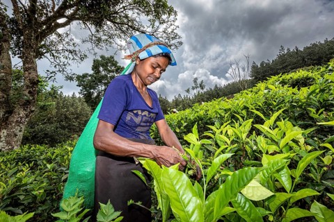 Woman carefully picks tea leaves while clouds cover the sky, tea picker in a tea plantation in the