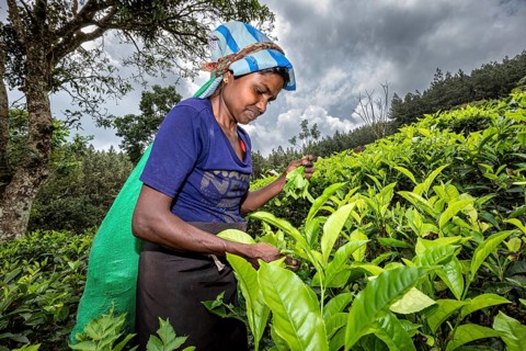 A woman harvesting tea leaves under dramatic skies in a plantation, tea picker in a tea plantation