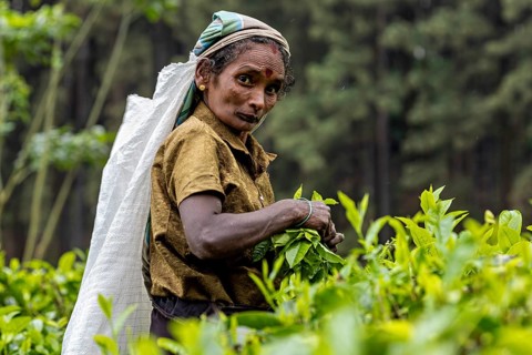 Close-up of a woman energetically picking tea leaves and collecting them into a sack, a tea picker