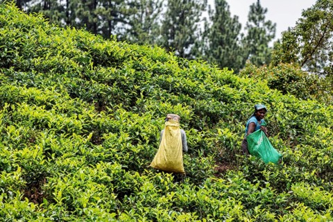 Two people collect tea leaves on a green hill with trees in the background, tea picker in a tea
