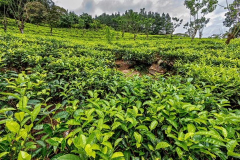 Lush tea plantation spread over rolling hills, surrounded by scattered trees and thick vegetation,