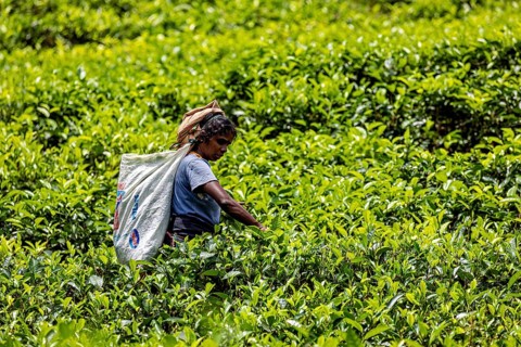 Woman harvesting tea in a lush green tea garden in bright sunshine, tea picker in a tea plantation