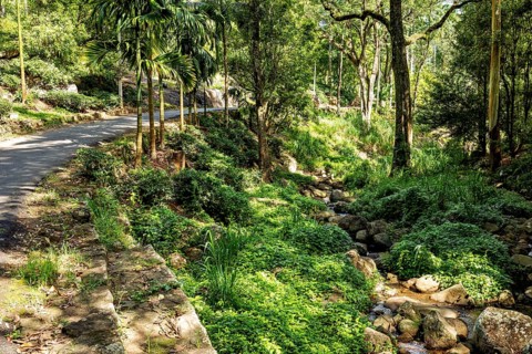 A natural trail through a sunlit forest with a small stream, The forest in the highlands near Kandy