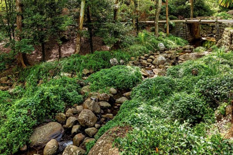 A quiet forest with a small stream surrounded by green plants and a stone bridge, The forest in the
