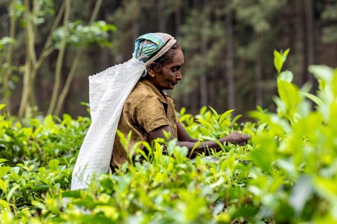 Woman engaged in picking tea leaves in a lush, green area, tea picker in a tea plantation in the
