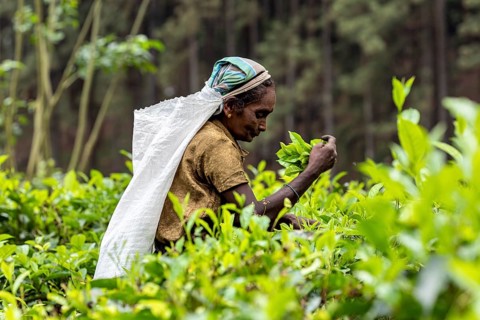 Worker focuses on harvesting tea surrounded by living foliage, tea picker in a tea plantation in