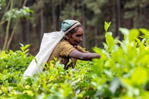 Woman stretches to pick tea leaves surrounded by lush foliage, tea picker in a tea plantation in
