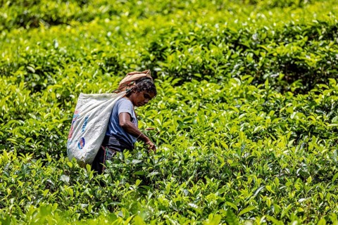 Person picking tea in a green field in the middle of a wide tea plantation, tea picker in a tea