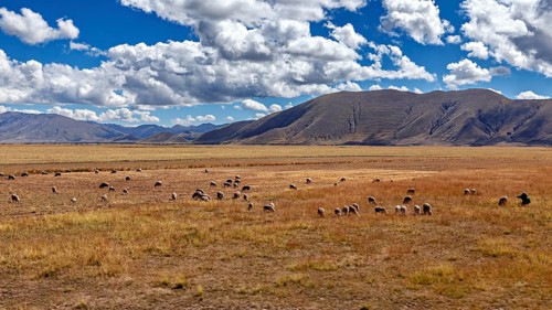 Flock of sheep in a vast meadow in front of rolling mountains under a cloudy sky, the landscape in