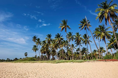 Tall palm tree ensemble on a quiet, sunny beach under clear skies, Trincomalee Beach in Sri Lanka