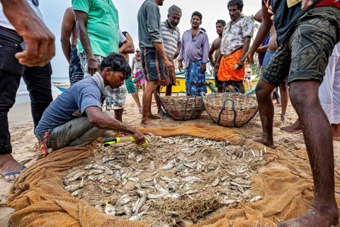 Circle of people on the beach sorting freshly caught fish from a net, traditional fishermen on