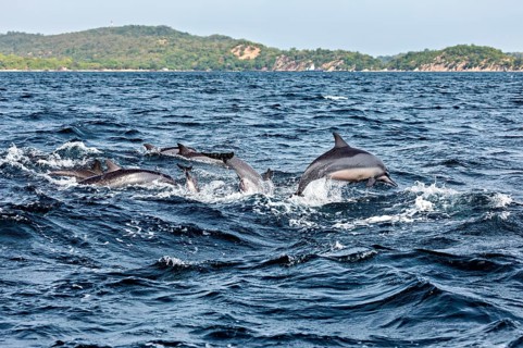 Several dolphins jump in the blue ocean near a coastline, dolphins in the sea near Trincomalee in