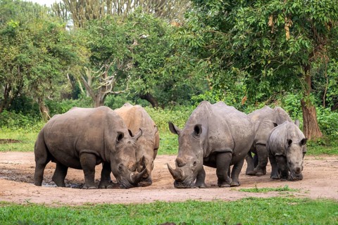 Southern white rhino (Ceratotherium simum simum), several animals at a watering hole, Ziwa Rhino