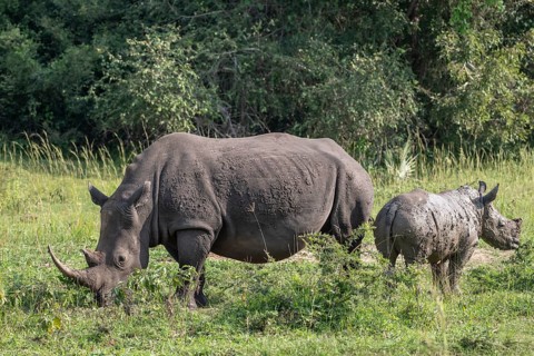 Southern white rhino (Ceratotherium simum simum) with juvenile, Ziwa Rhino Sanctuary, Uganda