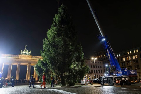 THW volunteers set up the Christmas tree delivered from Thuringia in front of the Brandenburg Gate,