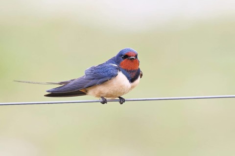 Barn swallow (Hirundo rustica) sitting on a pasture fence, wildlife, animals, birds, swallows,