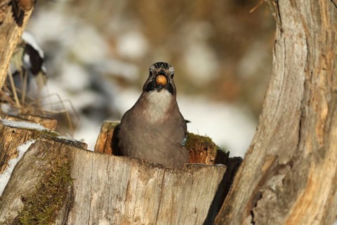 Eurasian Jay (Garrulus glandarius) with acorn (Quercus) in its beak, feeding in the forest during