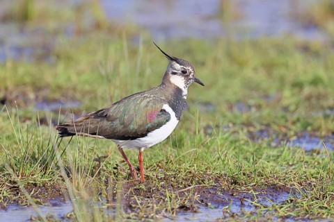 Lapwing (Vanellus vanellus), gorgeous dress, looking for food in a swampy meadow, wildlife,