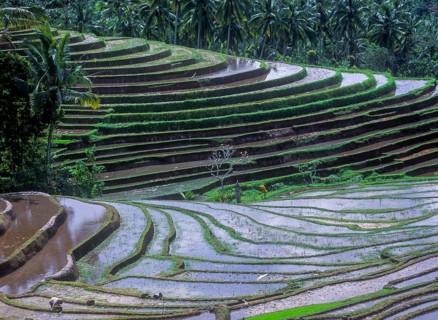 Terrace rice paddies north of Antosari, Bali, Indonesia
