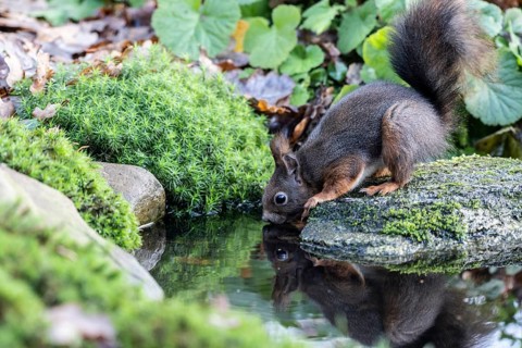 Squirrel (Sciurus vulgaris), Emsland, Lower Saxony, Germany